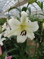 [5547 PO50 Euphoria No02.JPG]